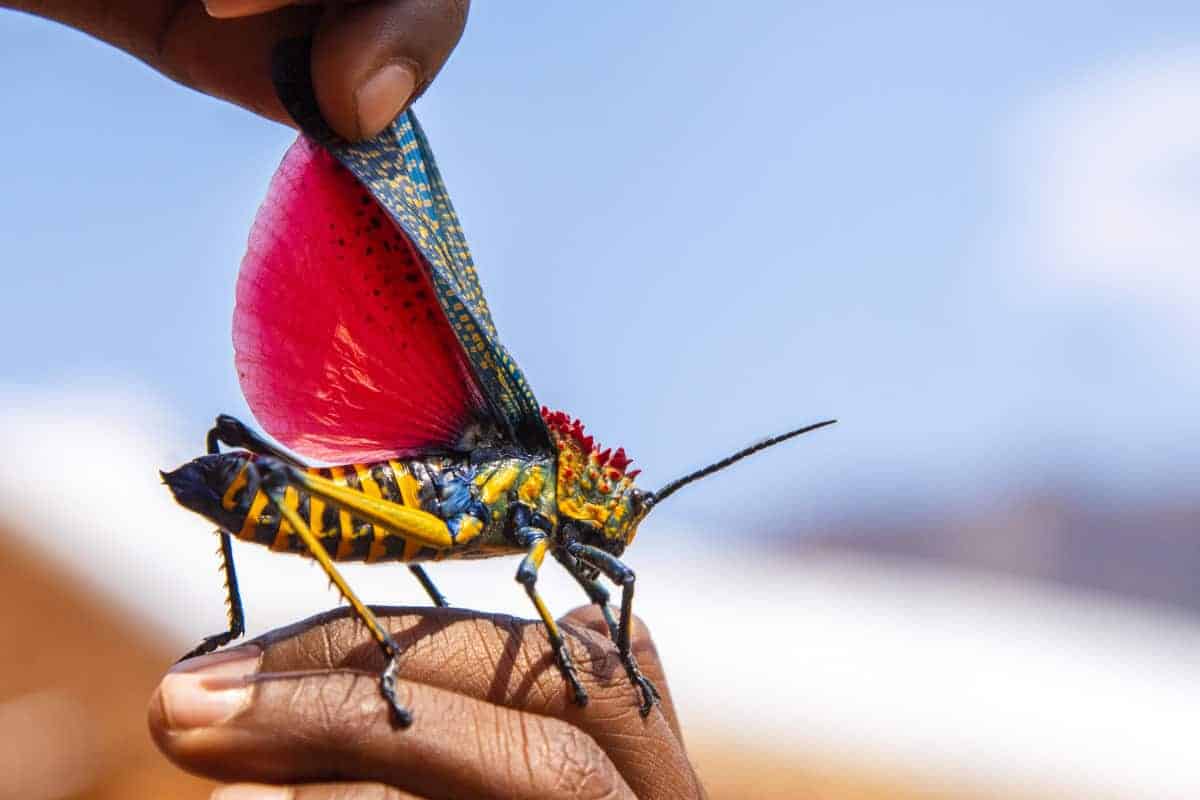 Fotoreis Madagaskar kleurig springhaan Fotoreis Madagaskar kleurig springhaan