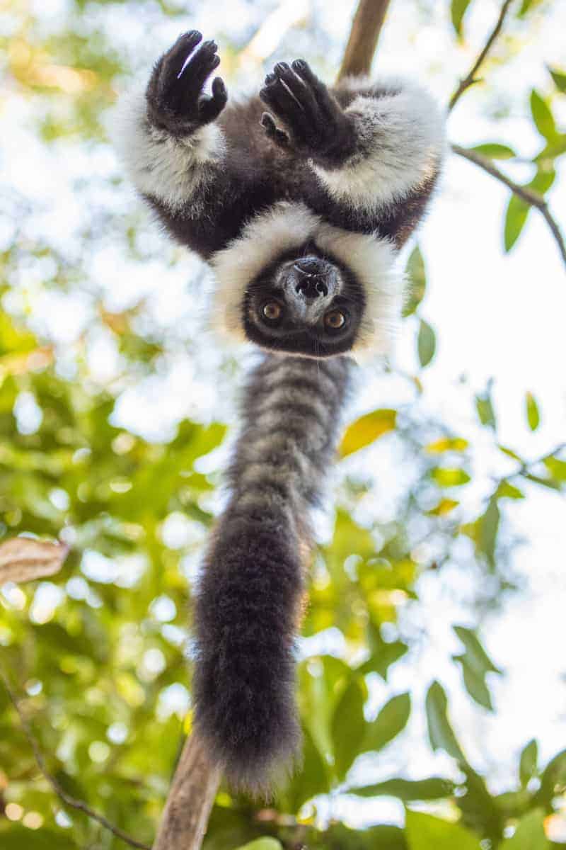 Fotoreis Madagaskar lemuur op de kop Fotoreis Madagaskar lemuur op de kop