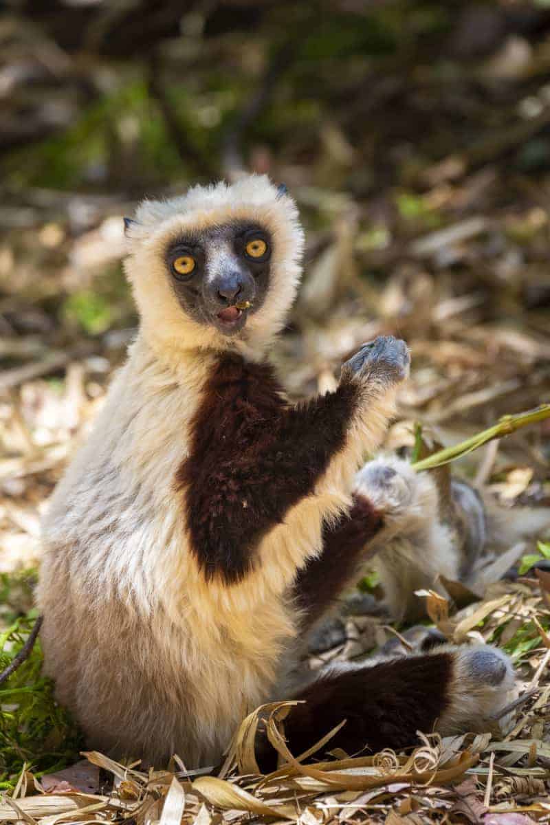 Fotoreis Madagaskar lemuur etend Fotoreis Madagaskar lemuur etend