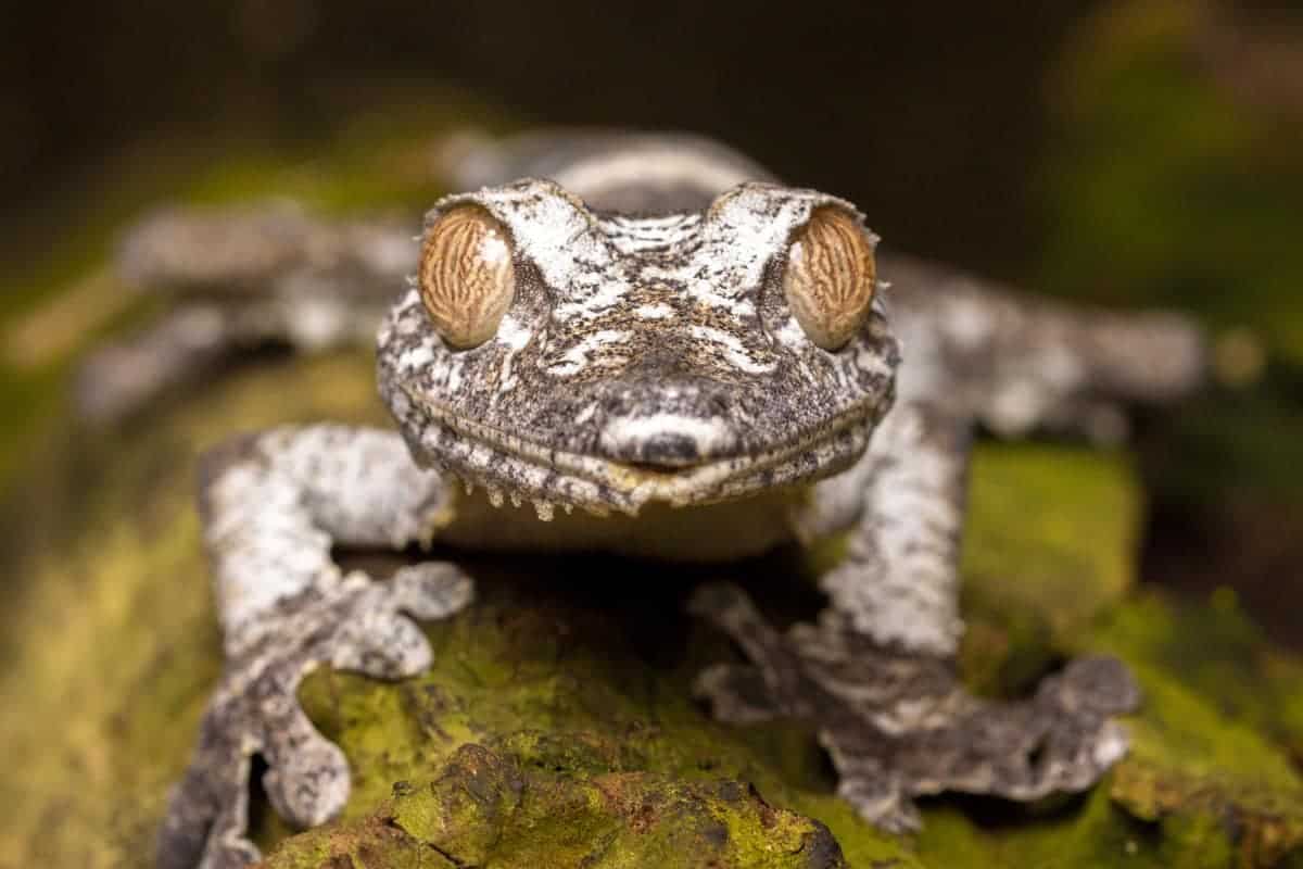 Fotoreis Madagaskar nachtdier Fotoreis Madagaskar nachtdier