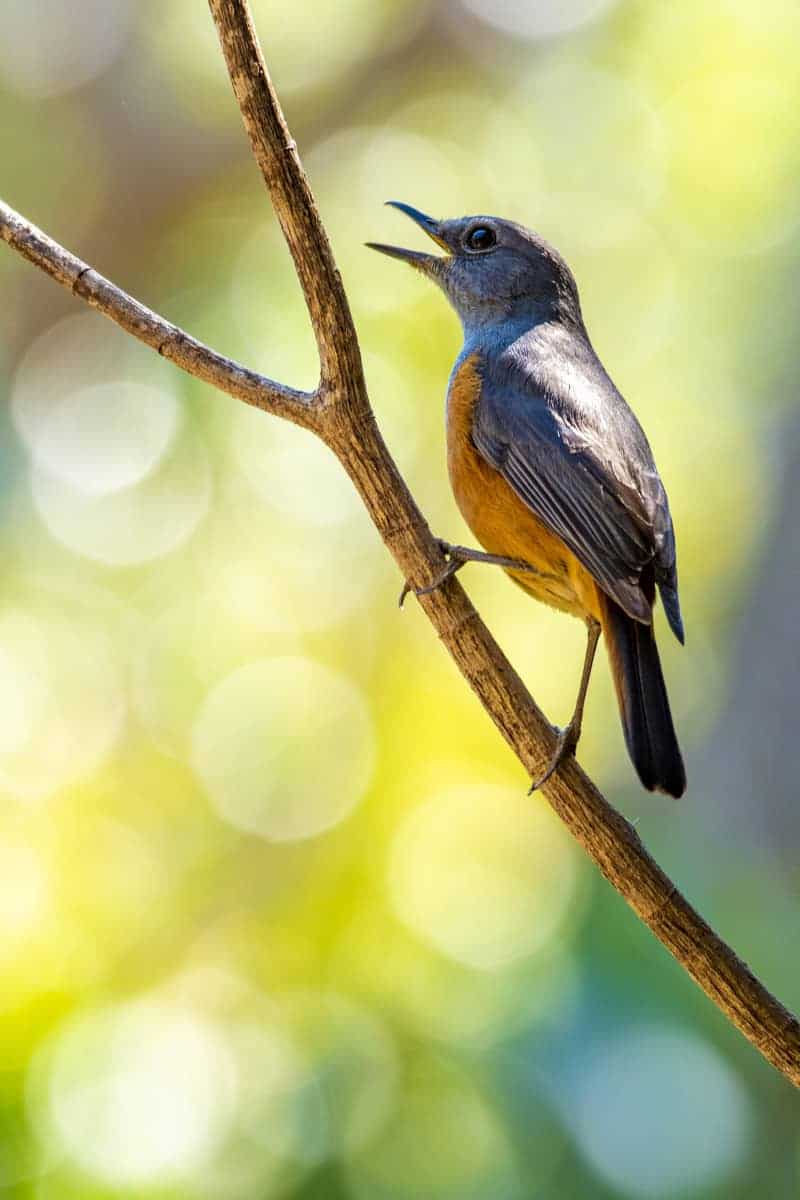 Fotoreis Madagaskar zingende vogel Fotoreis Madagaskar zingende vogel