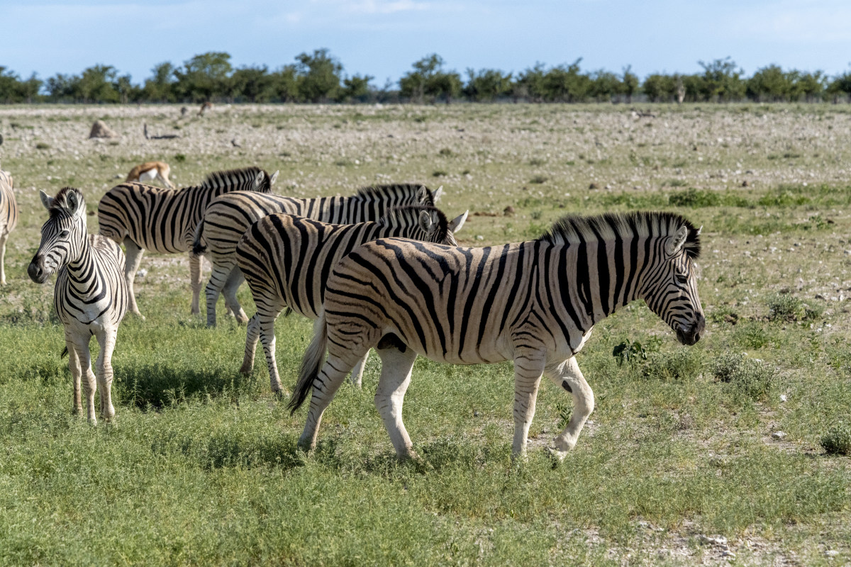 Fotografiereis Namibië