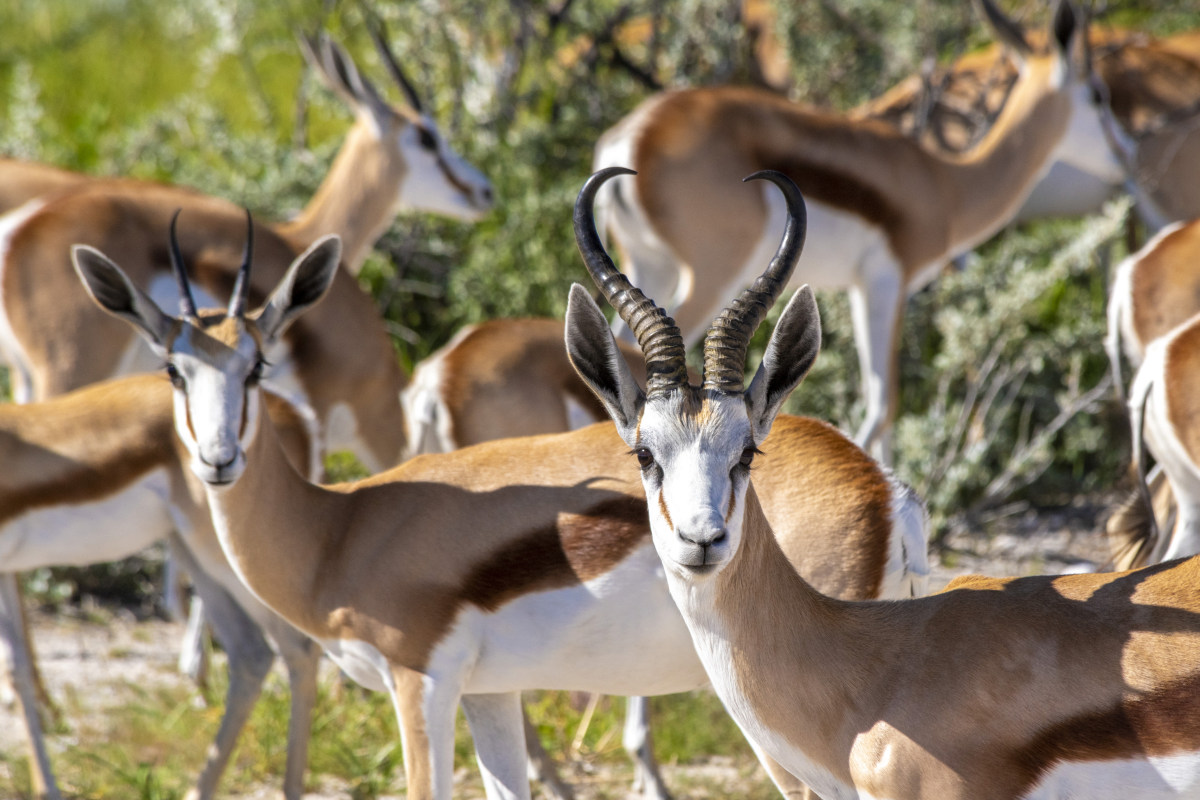 Fotosafari Namibië