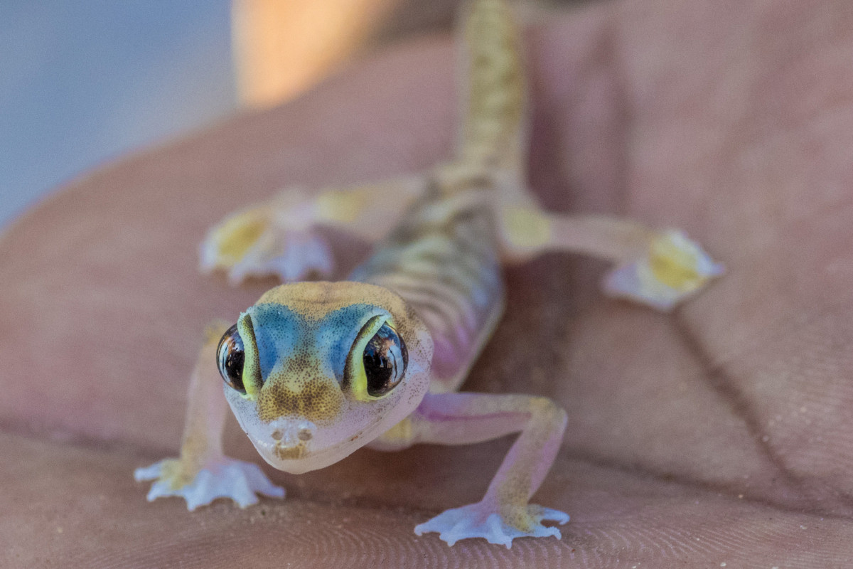Fotosafari Namibië