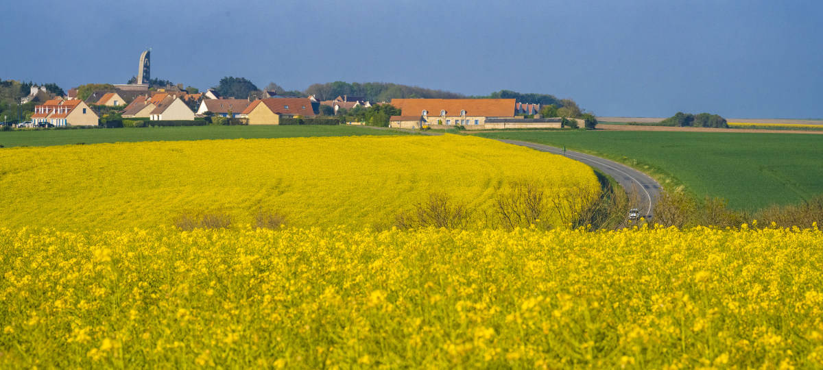 Fotoreis Opaalkust Cap de Blanc Nez en koolzaad 108 Koolzaad bij Wimereux Fotoreis Opaalkust