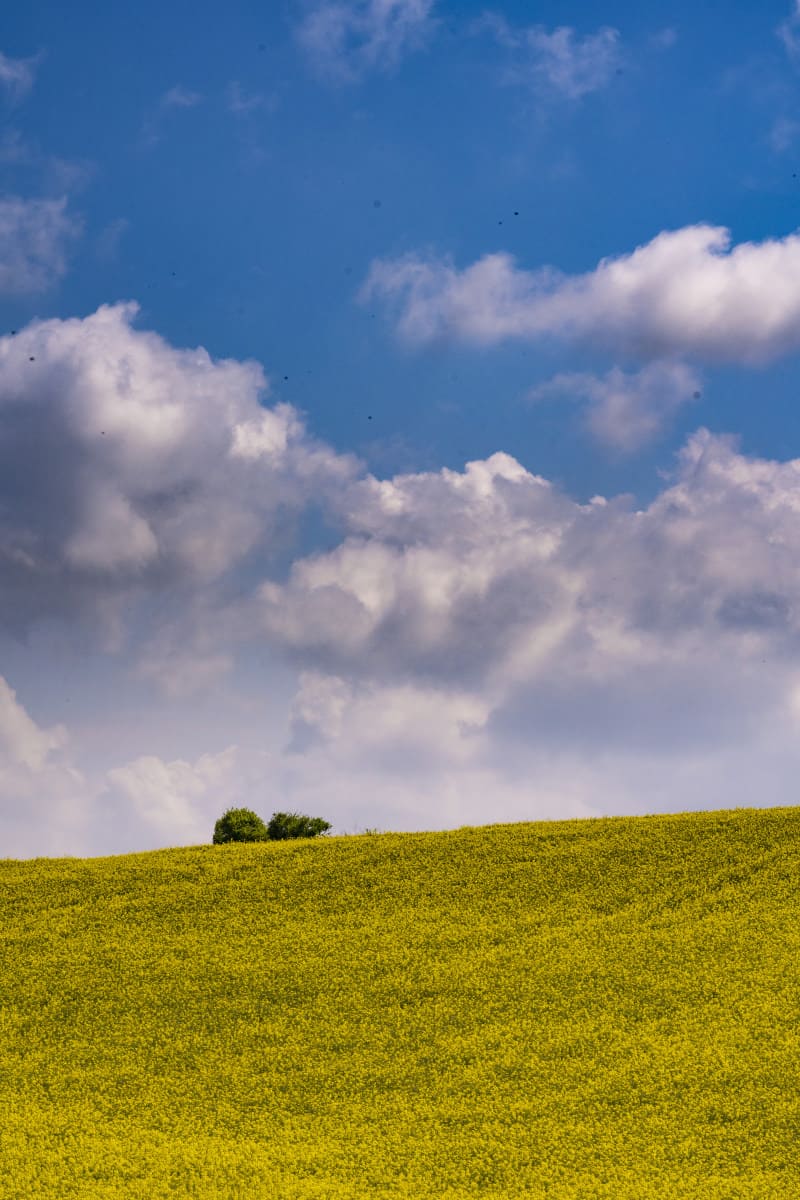 Fotoreis Opaalkust Cap de Blanc Nez en koolzaad 204 Koolzaad langs de Opaalkust tijdens een fotoreis