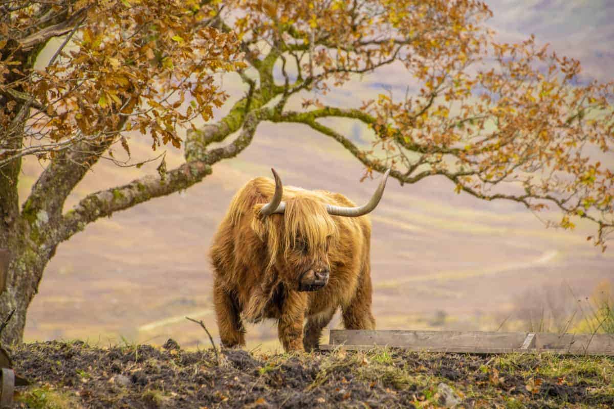 Fotoreis Schotland 219 Schotse hooglander tijdens de fotoreis Schotland