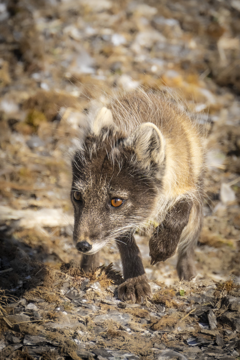 Fotoreis Spitsbergen 184 Fotoreis Spitsbergen