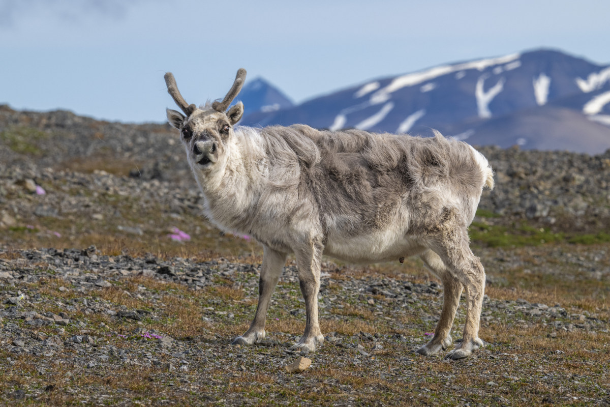 Fotoreis Spitsbergen 248 Fotoreis Spitsbergen rendier