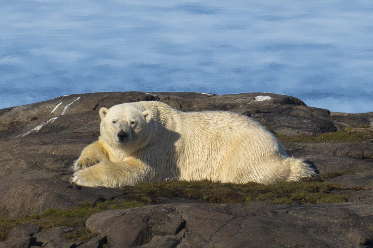 IJsbeer tijdens de Fotoreis Spitsbergen