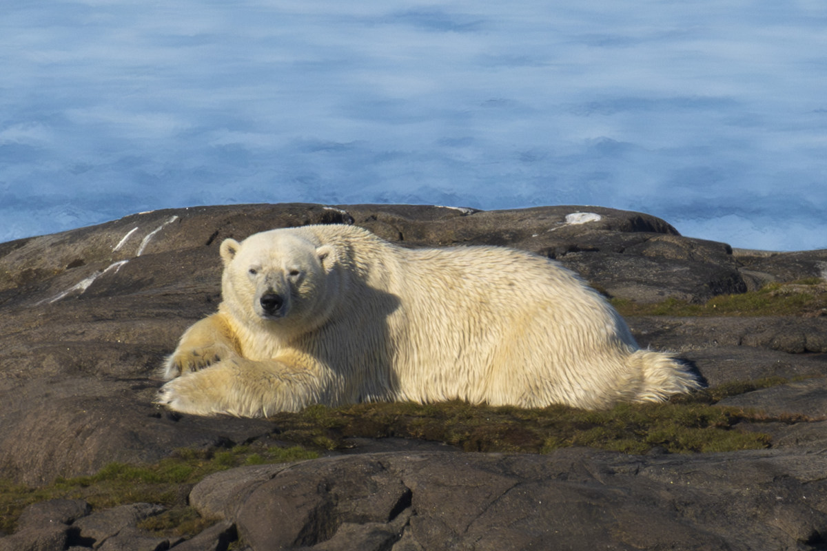 Fotoreis Spitsbergen IJsbeer 5 IJsbeer tijdens de Fotoreis Spitsbergen