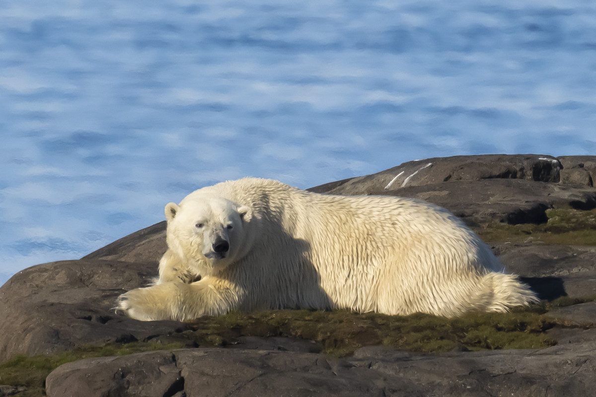 Fotoreis Spitsbergen IJsbeer beter 16
