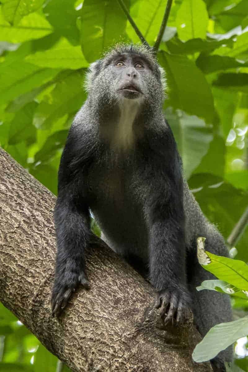 Fotoreis Tanzania - Aapje in een boom