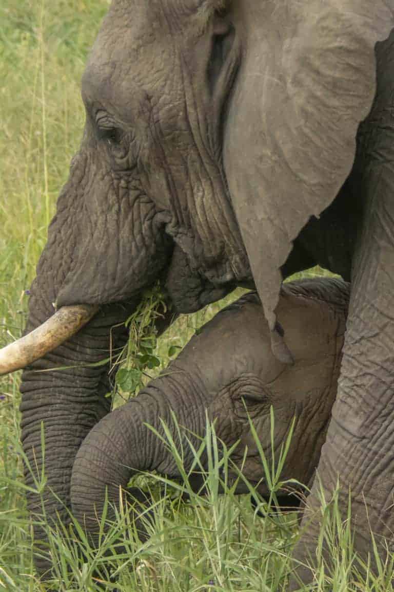 Fotoreis Tanzania - Babyolifant bij moeder Fotoreis Tanzania - Babyolifant bij moeder