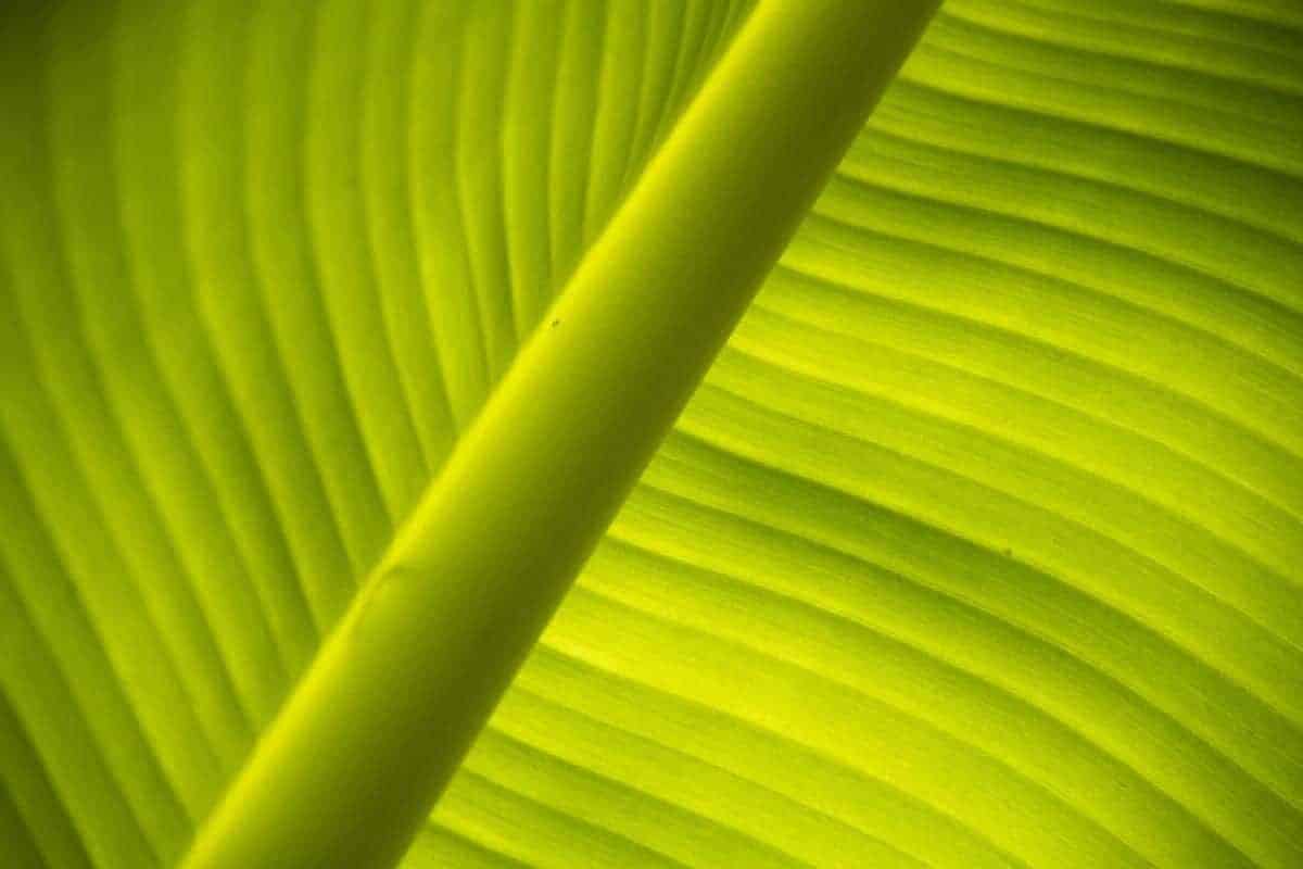 Fotoreis Tanzania Bananenblad