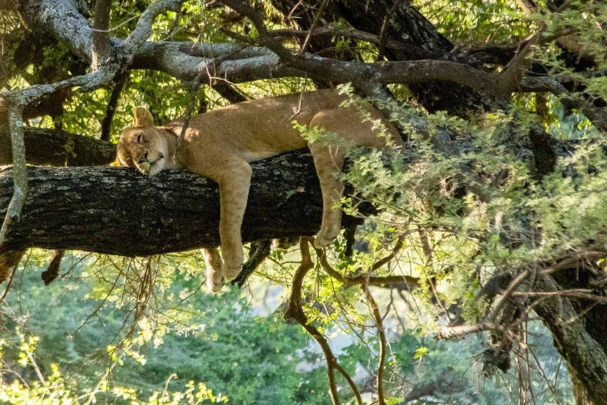 Fotoreis Tanzania - Leeuw slaapt in de boom Fotoreis Tanzania - Leeuw slaapt in de boom