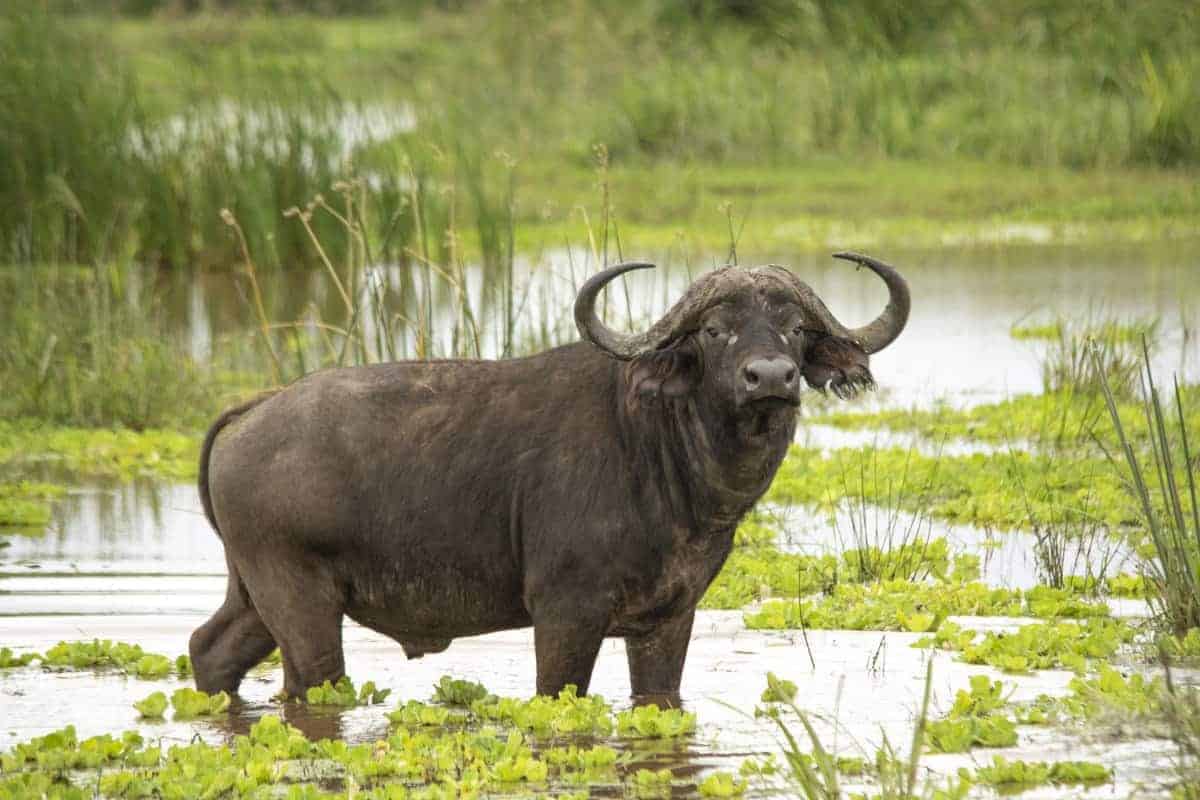 Fotoreis Tanzania - Buffel in het water Fotoreis Tanzania - Buffel in het water