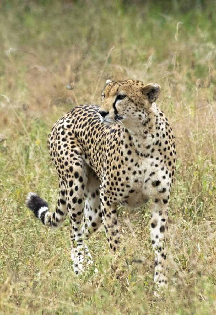Fotoreis Tanzania - Cheetah in het gras Fotoreis Tanzania - Cheetah in het gras
