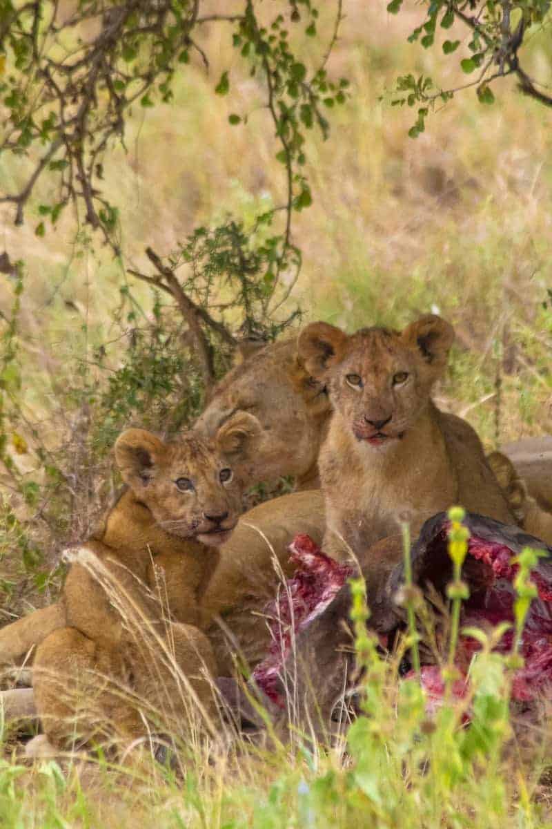 Fotoreis Tanzania - Familie leeuw aan de maaltijd Fotoreis Tanzania - Familie leeuw aan de maaltijd