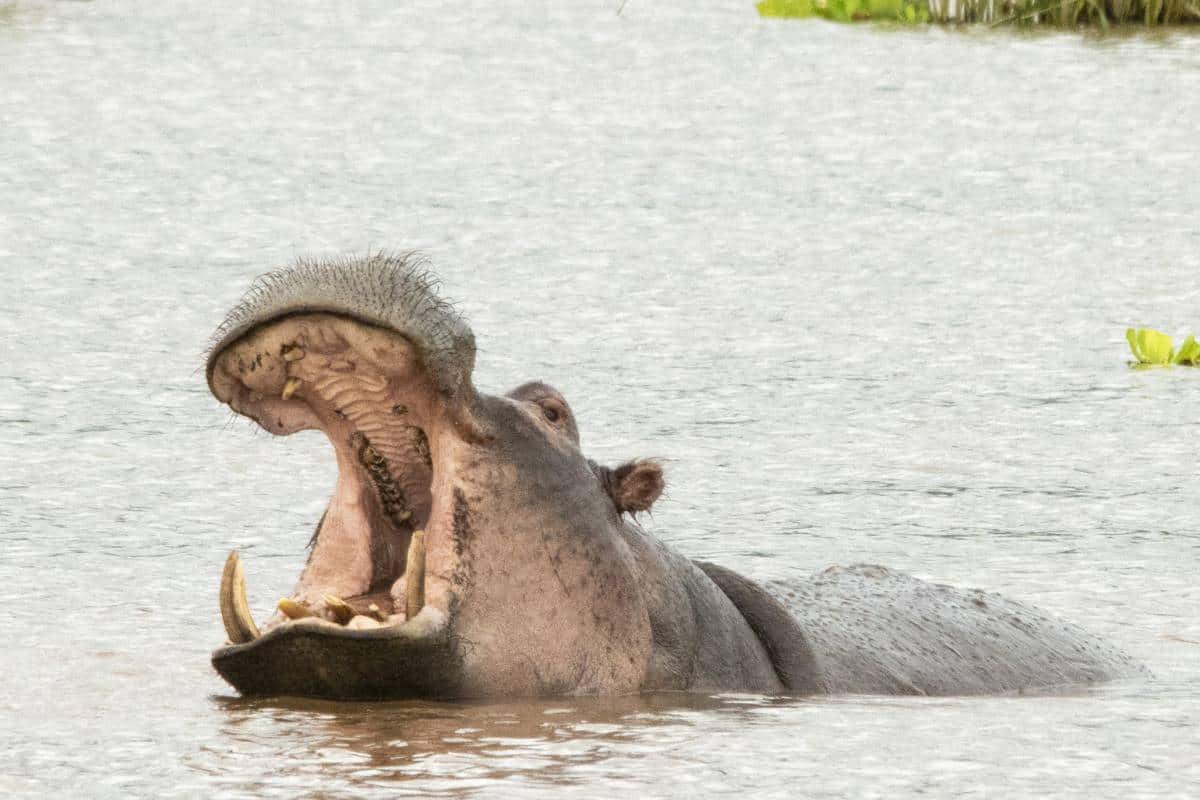 Fotoreis Tanzania Nijlpaard met bek open
