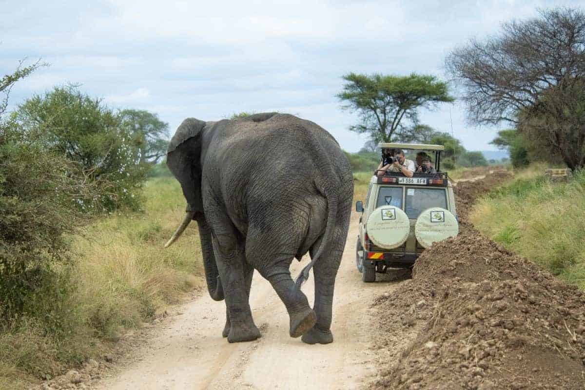 Fotoreis Tanzania Olifant achter de Jeep