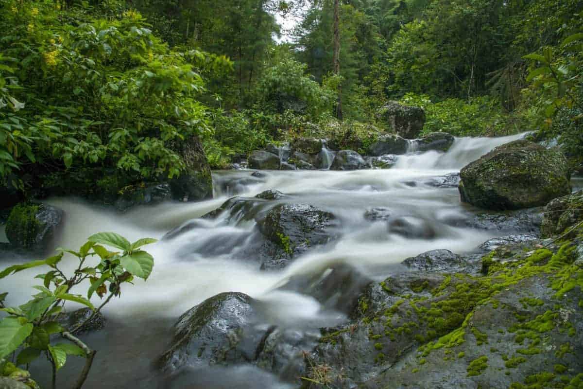Fotoreis Tanzania - Regenwoud Fotoreis Tanzania - Regenwoud met lange sluitertijd
