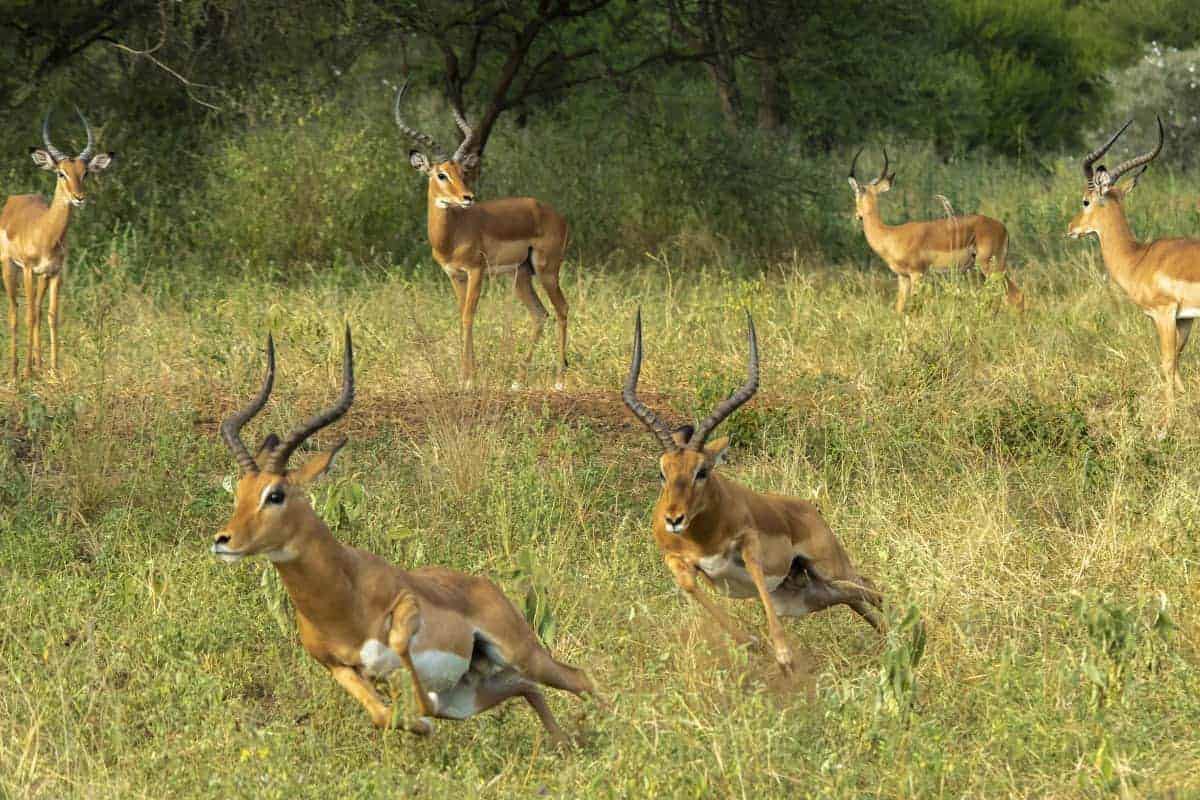 Fotoreis Tanzania - Rennende Gazellen