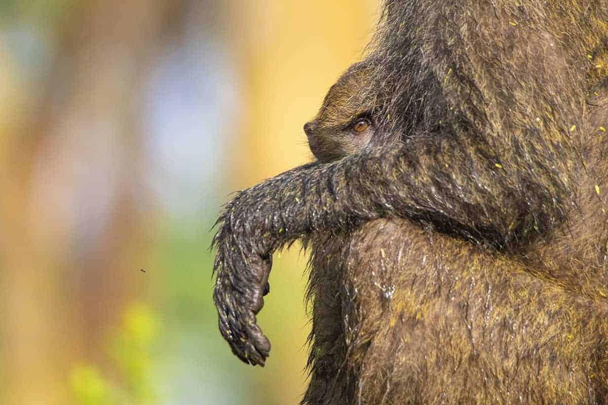 Fotoreis Tanzania - Aapje bij moeder Fotoreis Tanzania - Aapje bij moeder