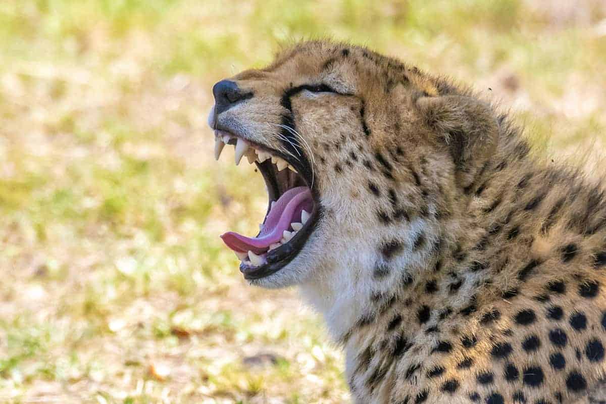 Fotoreis Tanzania - Gapende cheetah