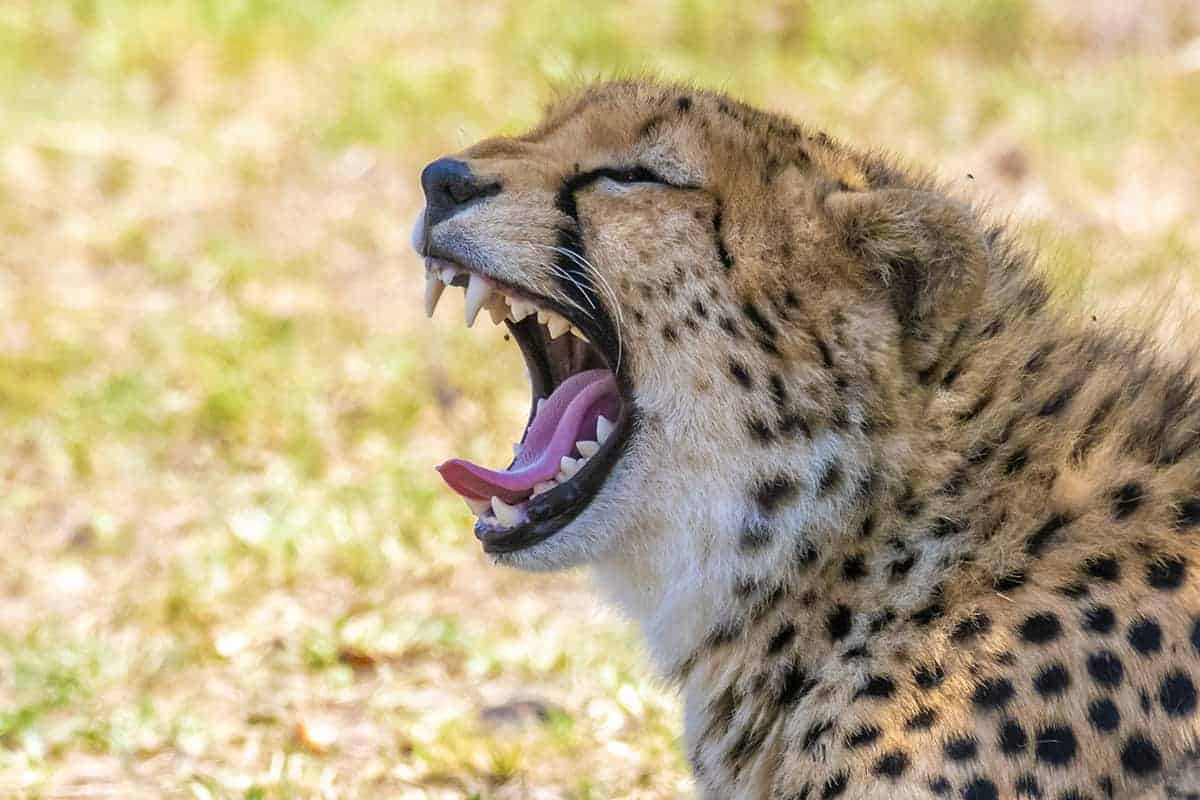 Fotoreis Tanzania - Gapende cheetah Fotoreis Tanzania - Gapende cheetah
