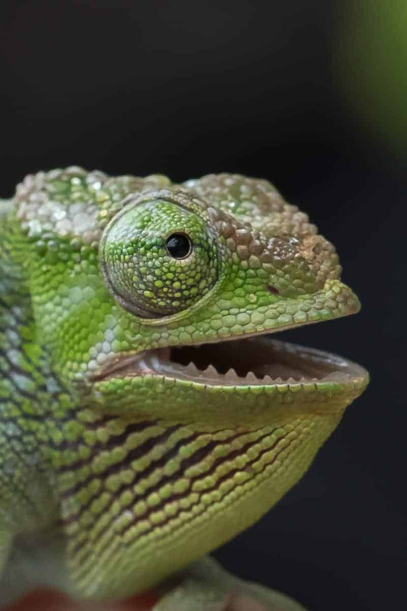 Fotoreis Tanzania - Kameleon staat met zijn mond open