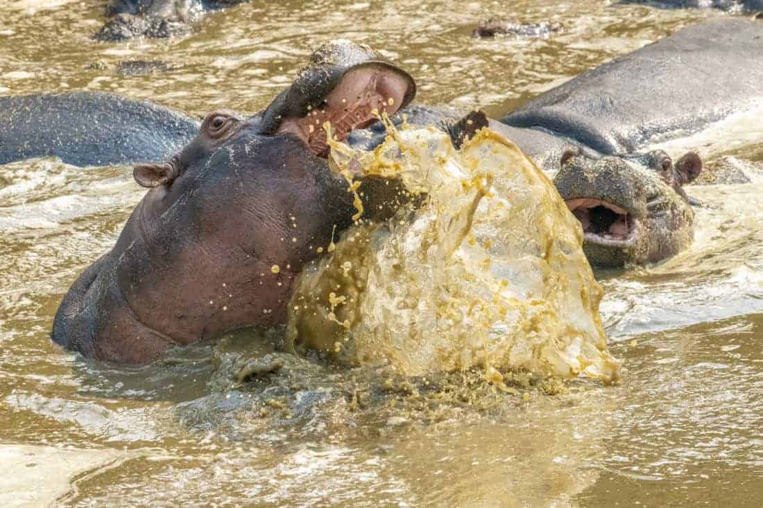 Vechtende nijlpaarden op de fotoreis Tanzania Vechtende nijlpaarden op de fotoreis Tanzania
