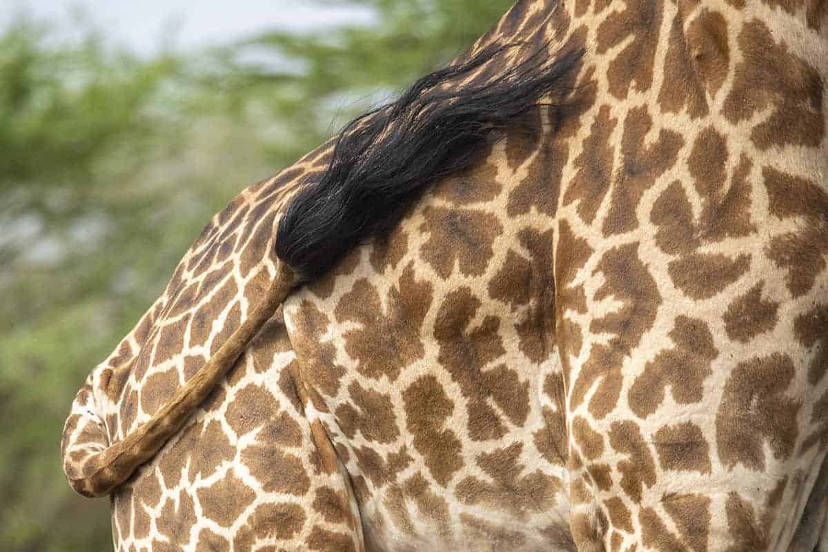 Fotoreis Tanzania - Staart van een giraffe Fotoreis Tanzania - Staart van een giraffe