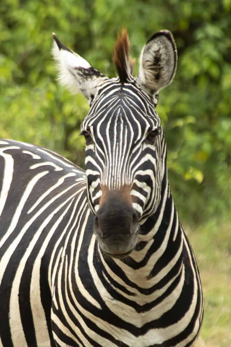 Zebra tijdens fotoreis Tanzania