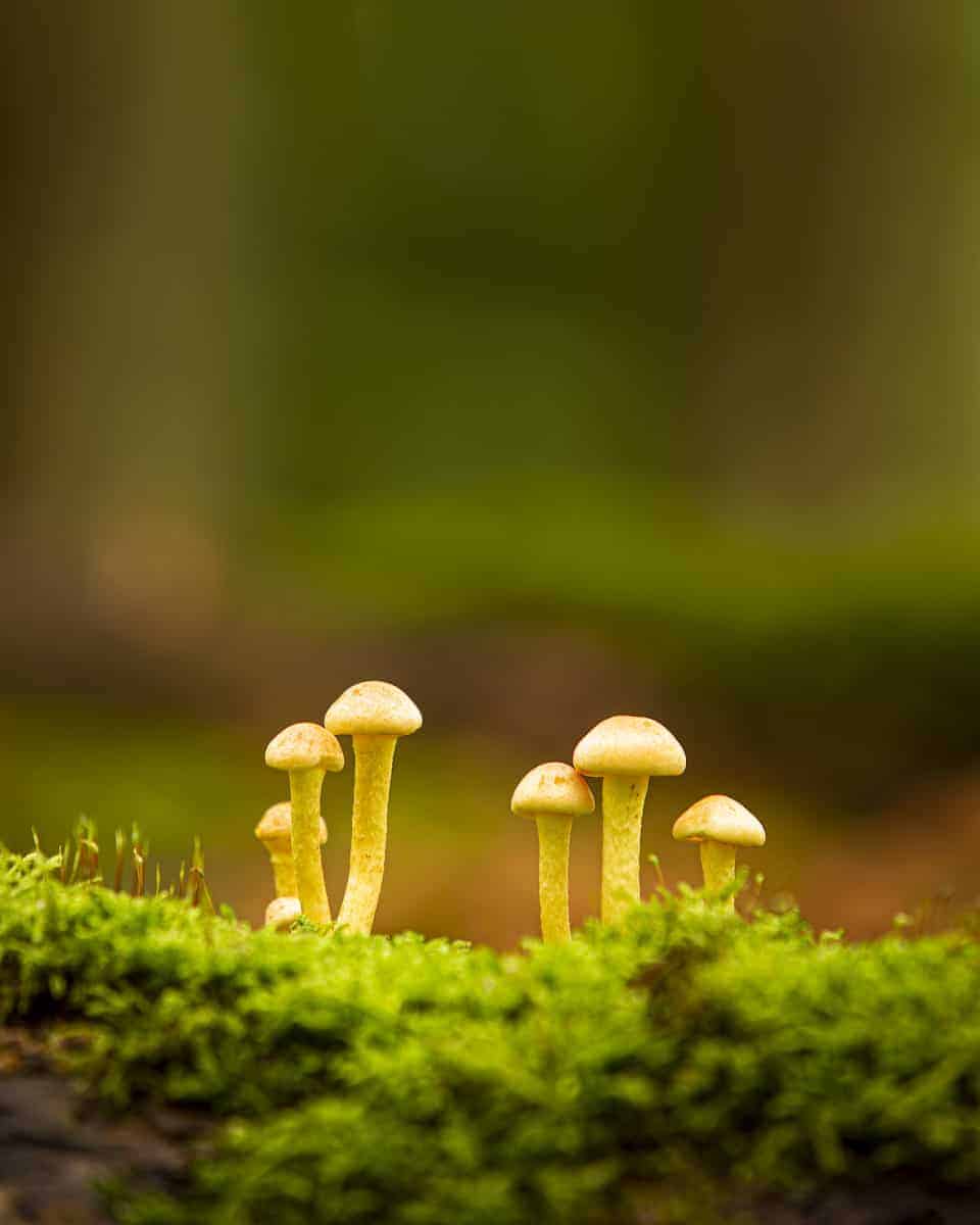 Paddenstoel tijdens het Fotoweekend Veluwe Paddenstoel tijdens het Fotoweekend Veluwe