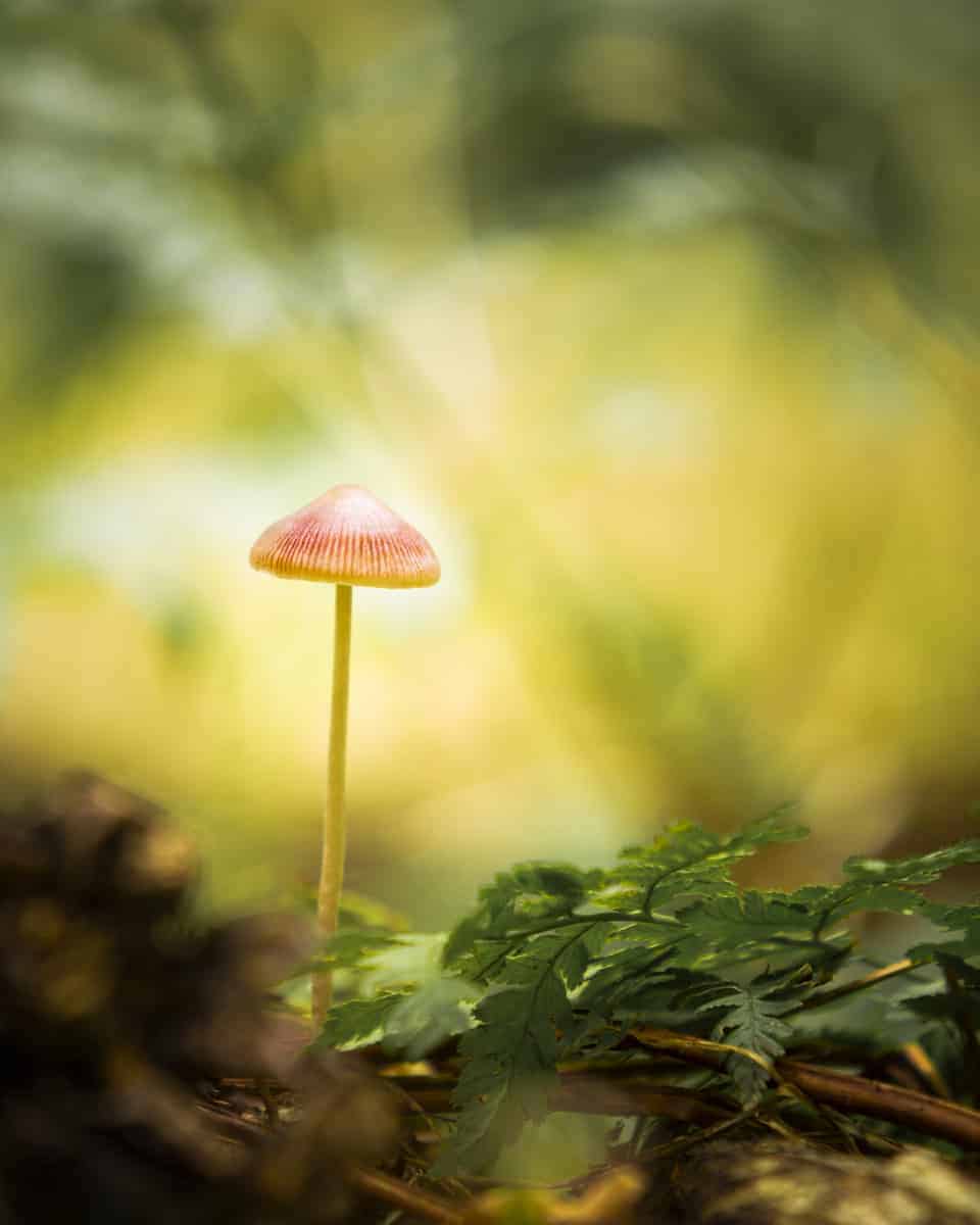 Sfeervol licht op een paddenstoel tijdens de Fotoreis Veluwe