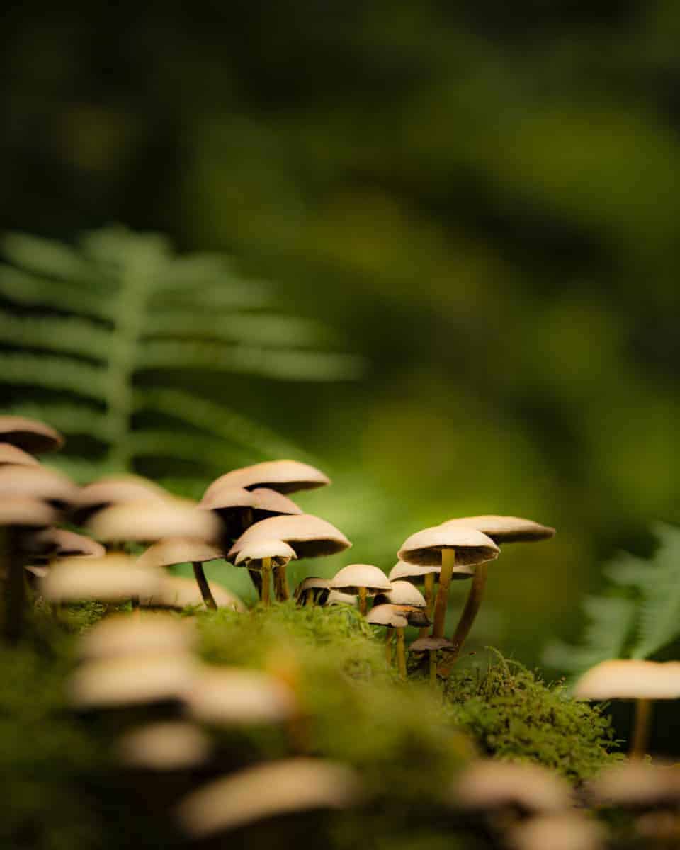 Fotoweekend Veluwe met paddenstoelen Fotoweekend Veluwe met paddenstoelen