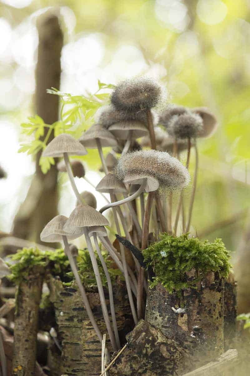 Fotoreis Veluwe Herfst fotografie