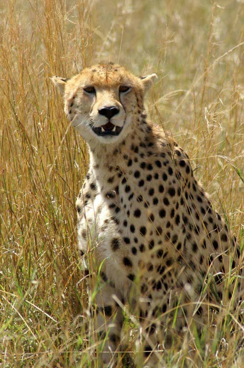 Fotoreizen Afrika Cheetah