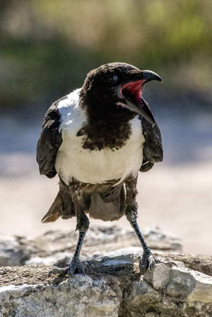 Fotoreizen Afrika Krijsende kraai Fotoreizen Afrika Krijsende kraai
