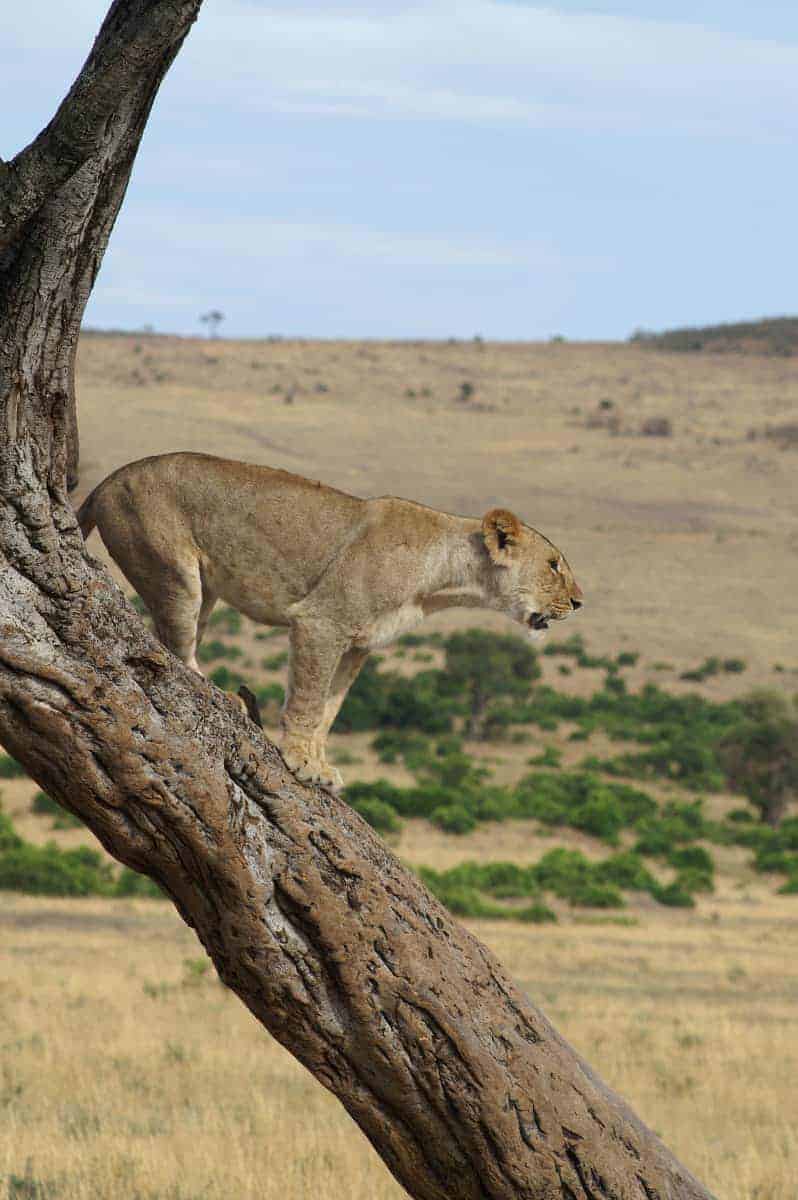 Fotoreizen Afrika Leeuw in boom