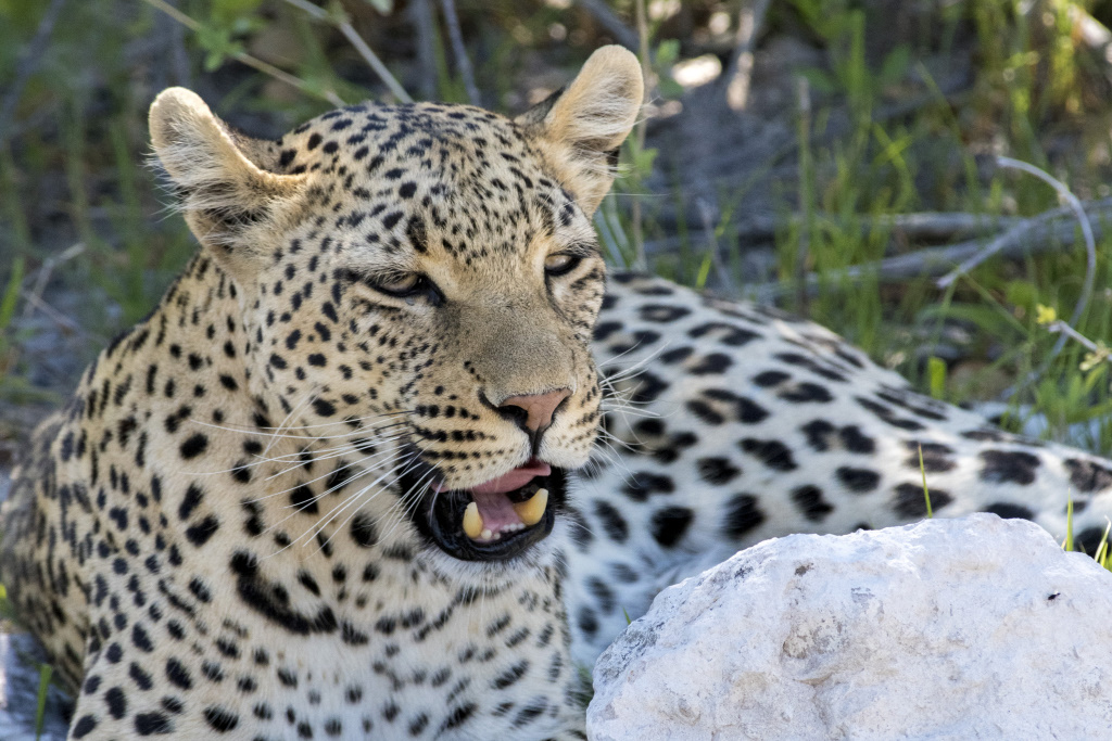 Fotoreis Namibië Luipaard Fotoreis Namibië