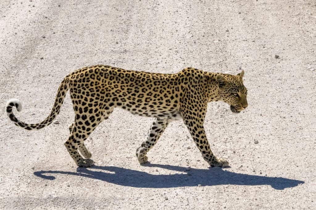 Fotoreizen Afrika Overstekend luipaard Fotoreizen Afrika Overstekend luipaard