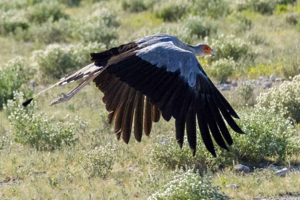 Fotoreizen Afrika Secretary Bird Fotoreizen Afrika Secretary Bird