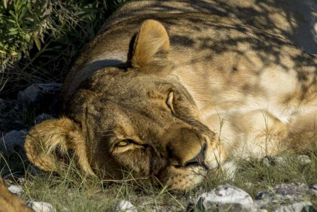 Fotoreizen Afrika Slapende leeuw