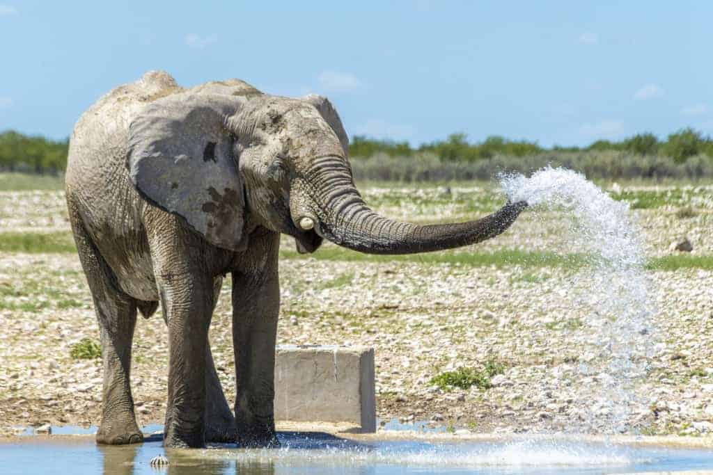Fotoreizen Afrika Spuitende olifant Fotoreizen Afrika Spuitende olifant
