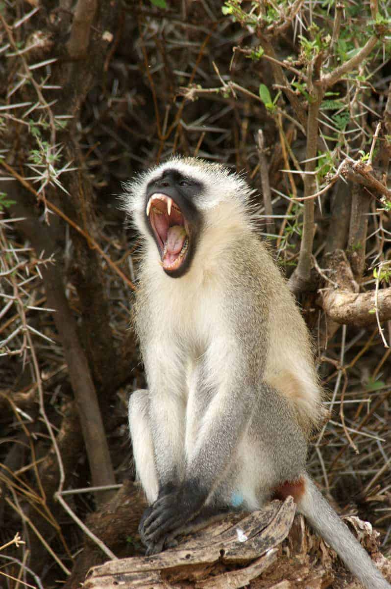 Fotoreizen Afrika Vervet Fotoreizen Afrika Vervet