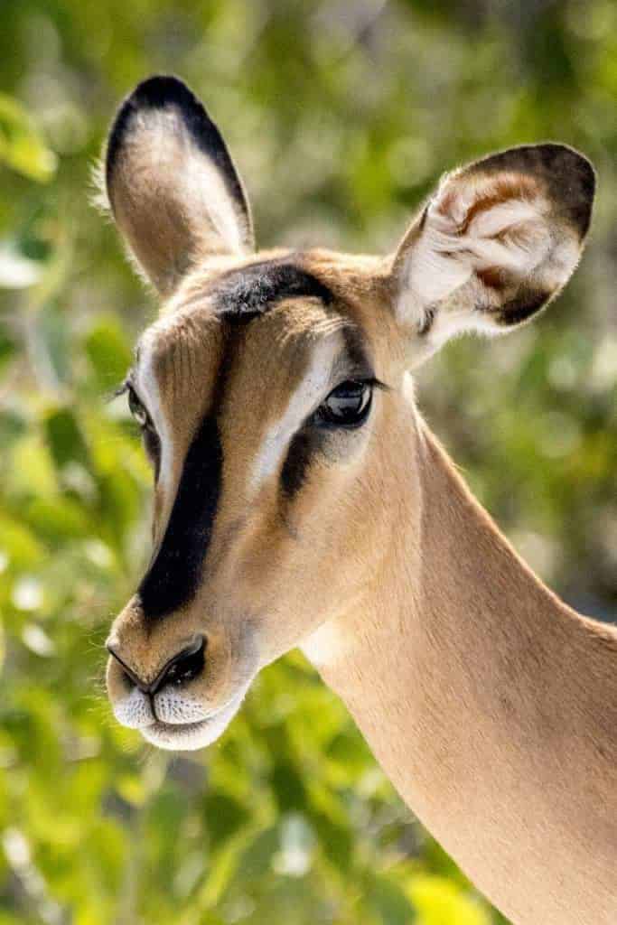 Fotoreizen Afrika antilopesoort