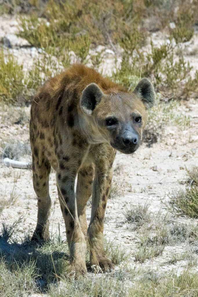 Fotoreizen Afrika gevlekte hyena