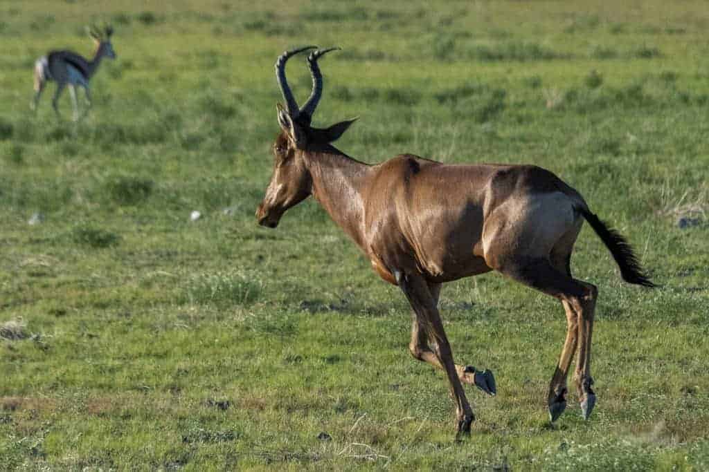 Fotoreizen Afrika red hartebeest Fotoreizen Afrika red hartebeest